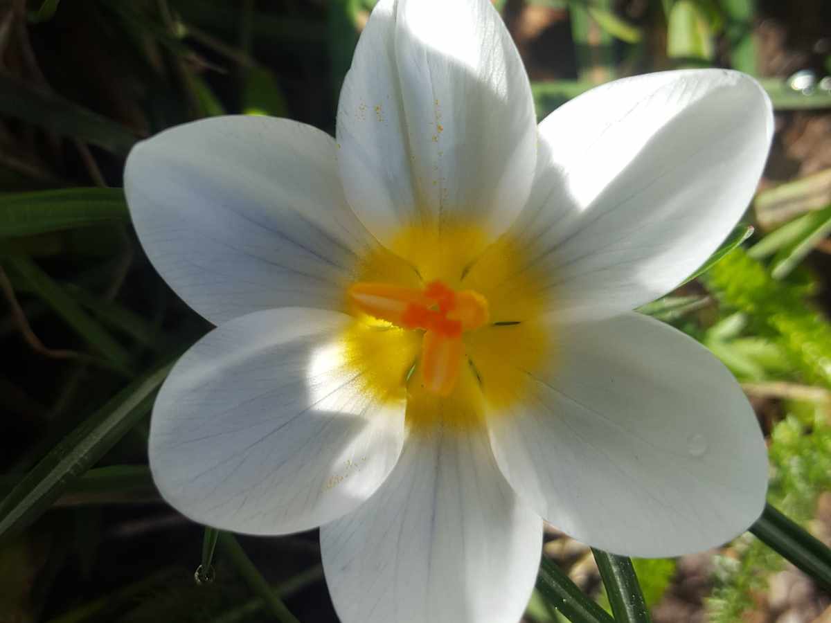 Entwicklungstrauma verstehen